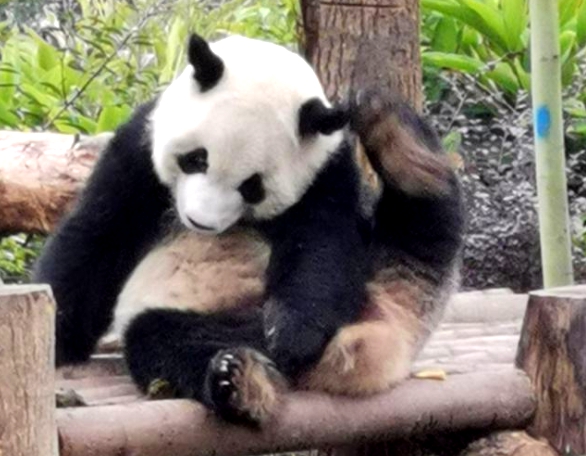 Three must-visit tourist attractions in Chongqing and Chengdu!